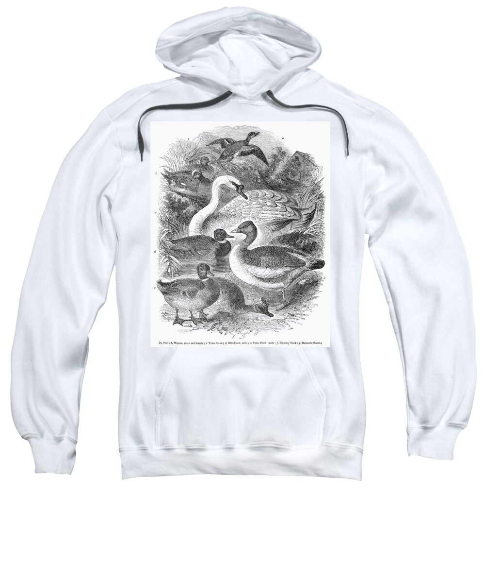 1841 Sweatshirt featuring the photograph Ducks, Swans & Geese by Granger