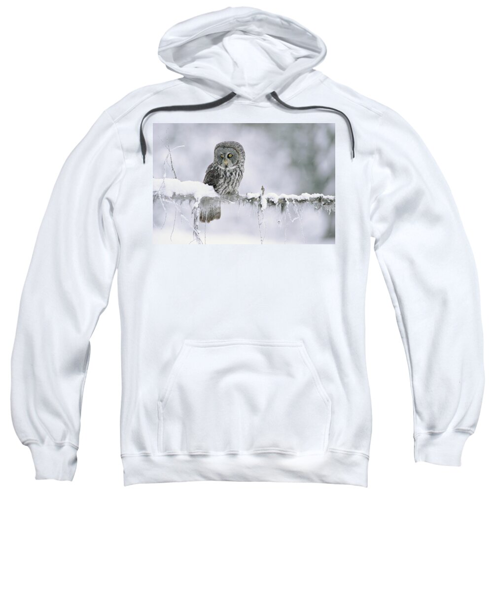 00170496 Sweatshirt featuring the photograph Great Gray Owl Perching On A Snow by Tim Fitzharris