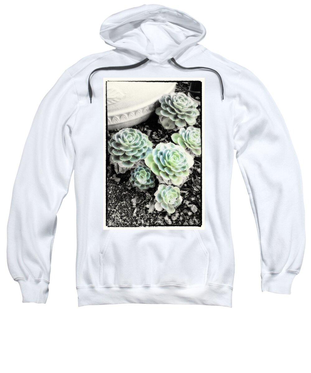 Hens Sweatshirt featuring the photograph Hens and Chicks II by Linda Dunn