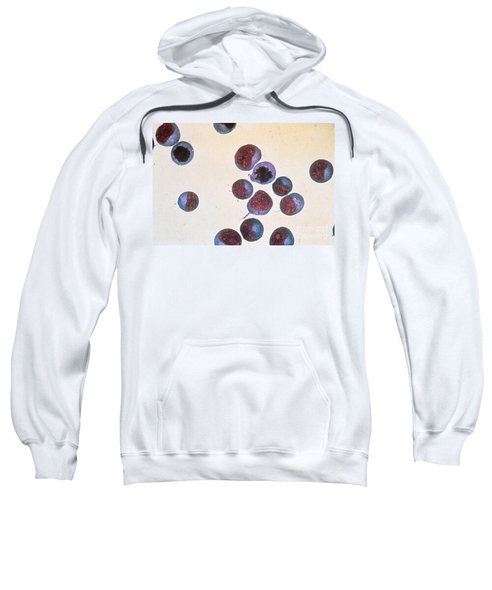 Biology Sweatshirt featuring the photograph Normal T Cells, Lm by Science Source