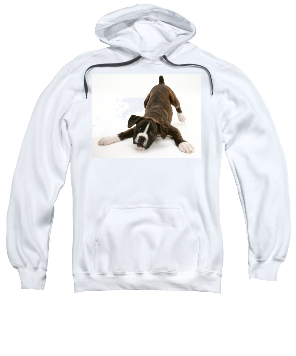 Dog Sweatshirt featuring the photograph Brindle Boxer Pup #1 by Jane Burton