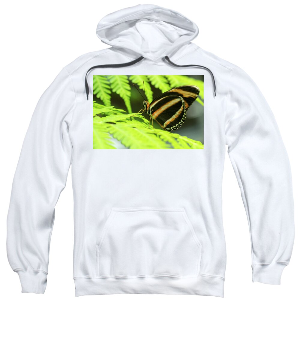 Resting Sweatshirt featuring the photograph Resting Tropical Butterfly #1 by Douglas Barnett