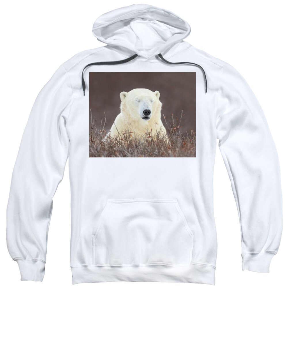 Polar Bear Sweatshirt featuring the photograph Zen Bear #1 by Jack Bell