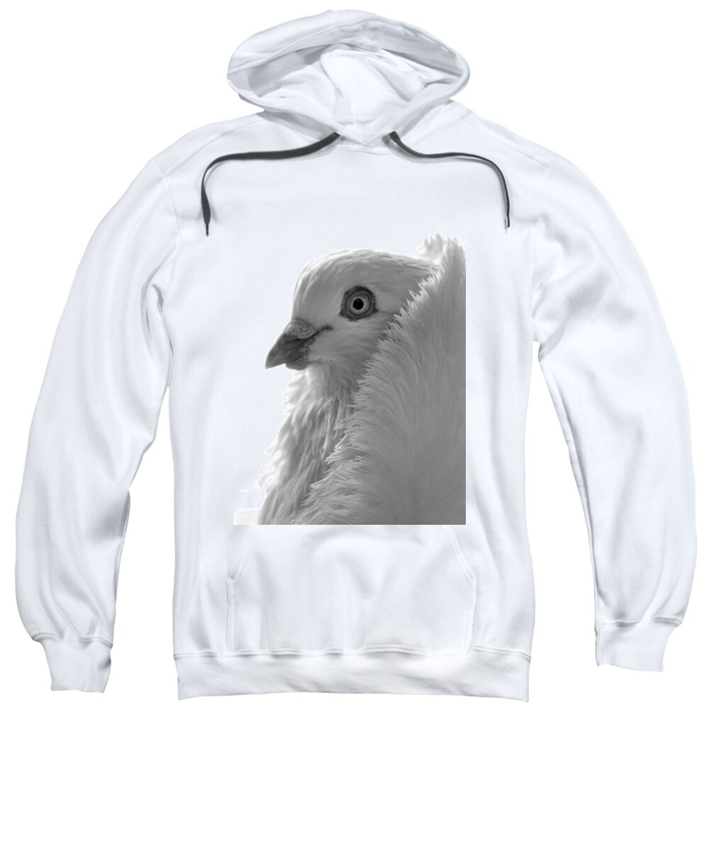 Pigeon Sweatshirt featuring the photograph Capuchin Pigeon #3 by Nathan Abbott