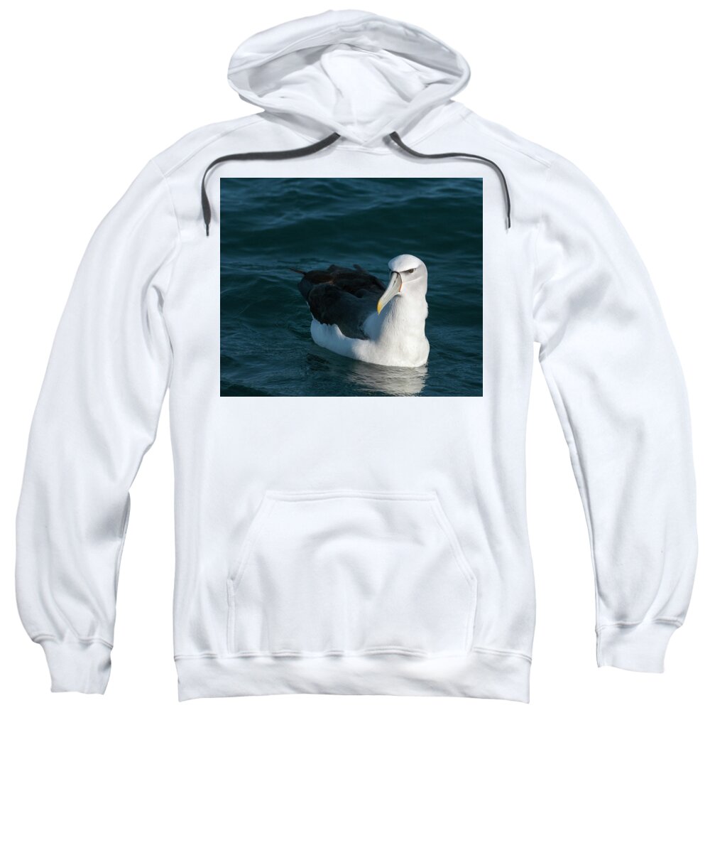 Albatross Sweatshirt featuring the photograph A portrait of an Albatross by Usha Peddamatham