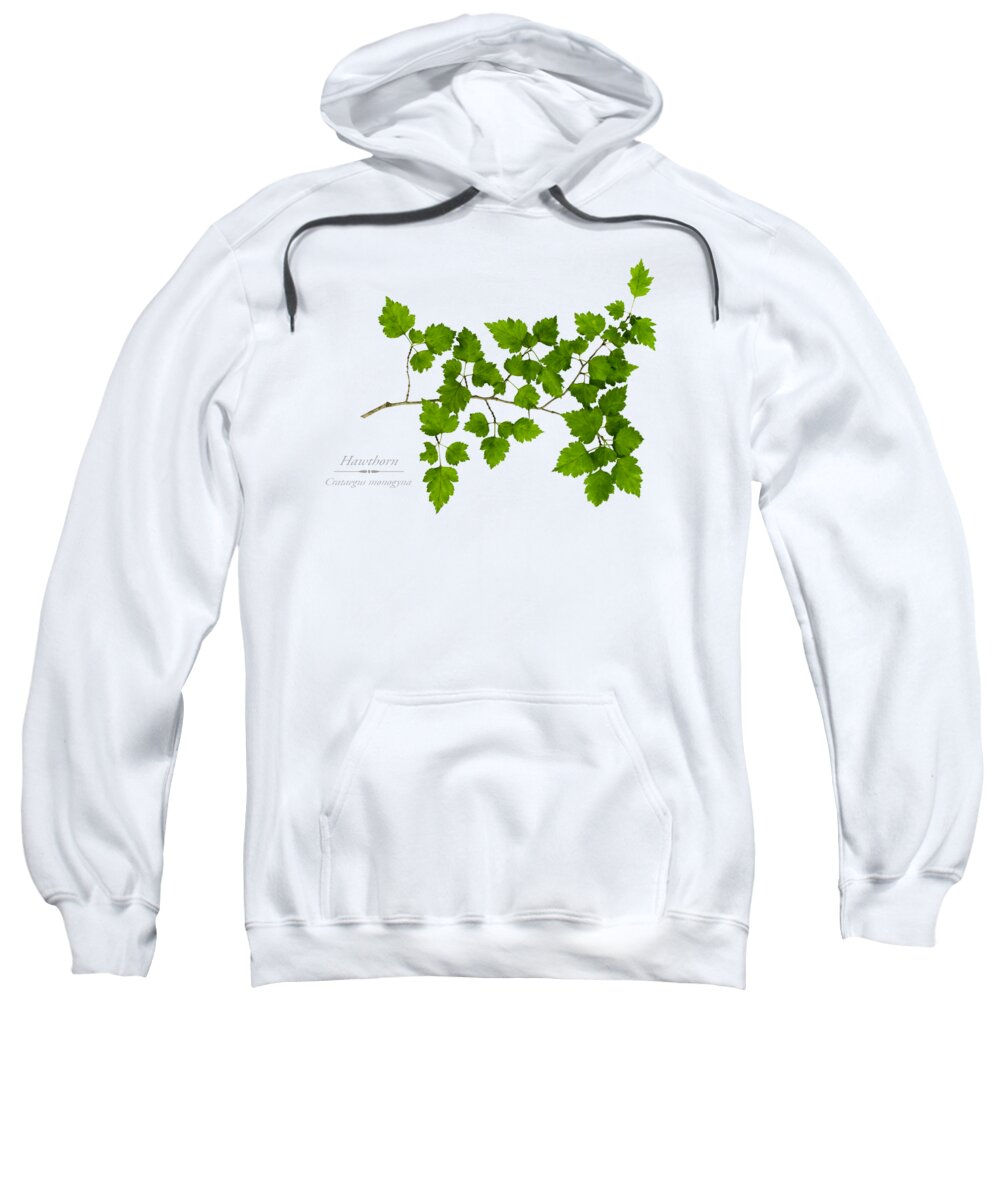 Leaves Sweatshirt featuring the photograph Hawthorn by Christina Rollo
