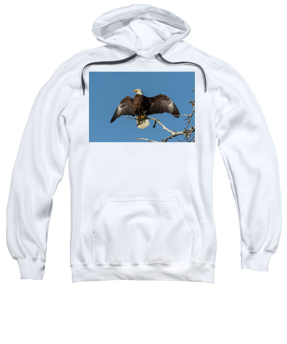 Bald Eagle Sweatshirt featuring the photograph Bald Eagle Shows Off by Tony Hake