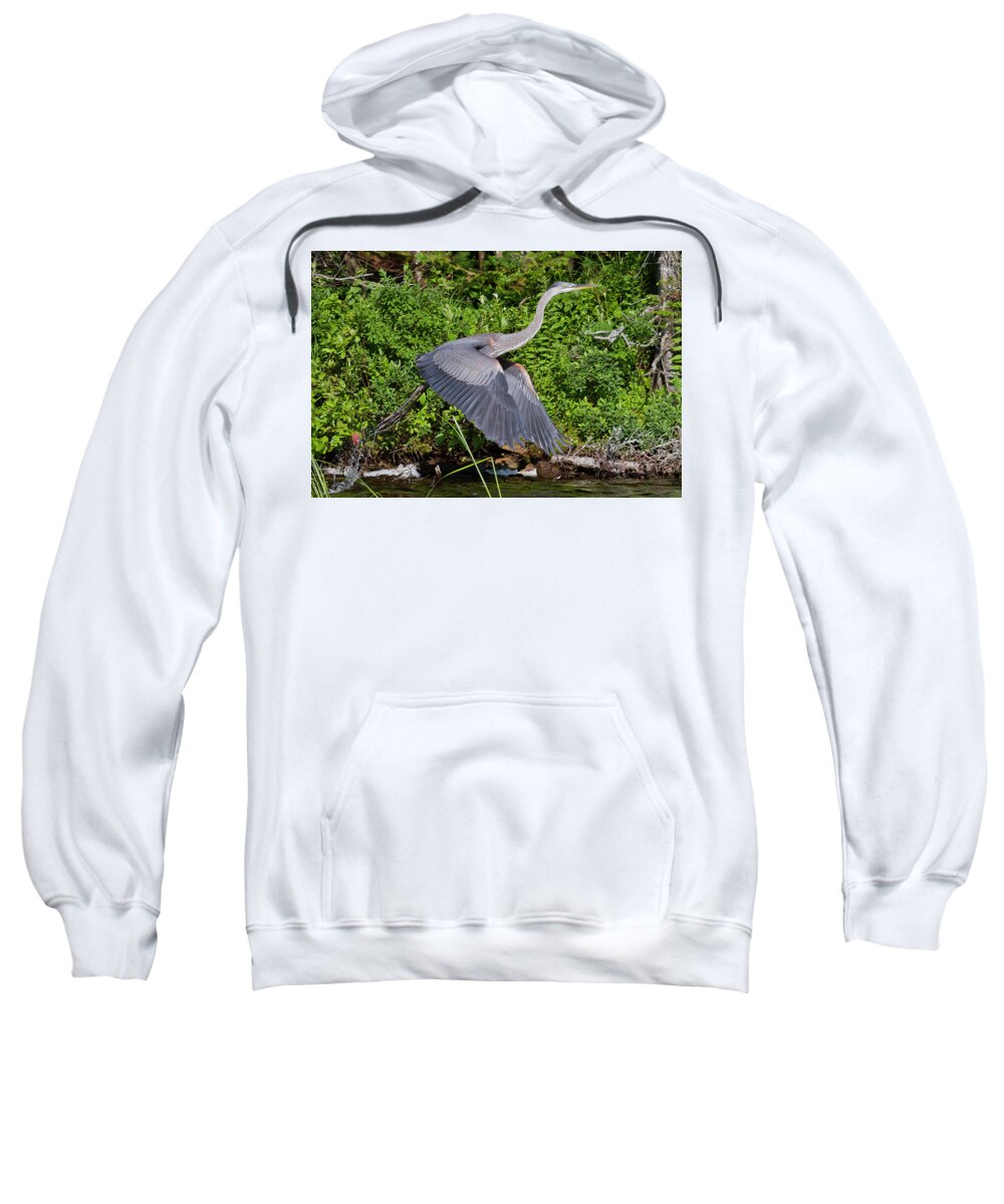 Blue Heron Sweatshirt featuring the photograph Blue Heron by Benjamin Dahl