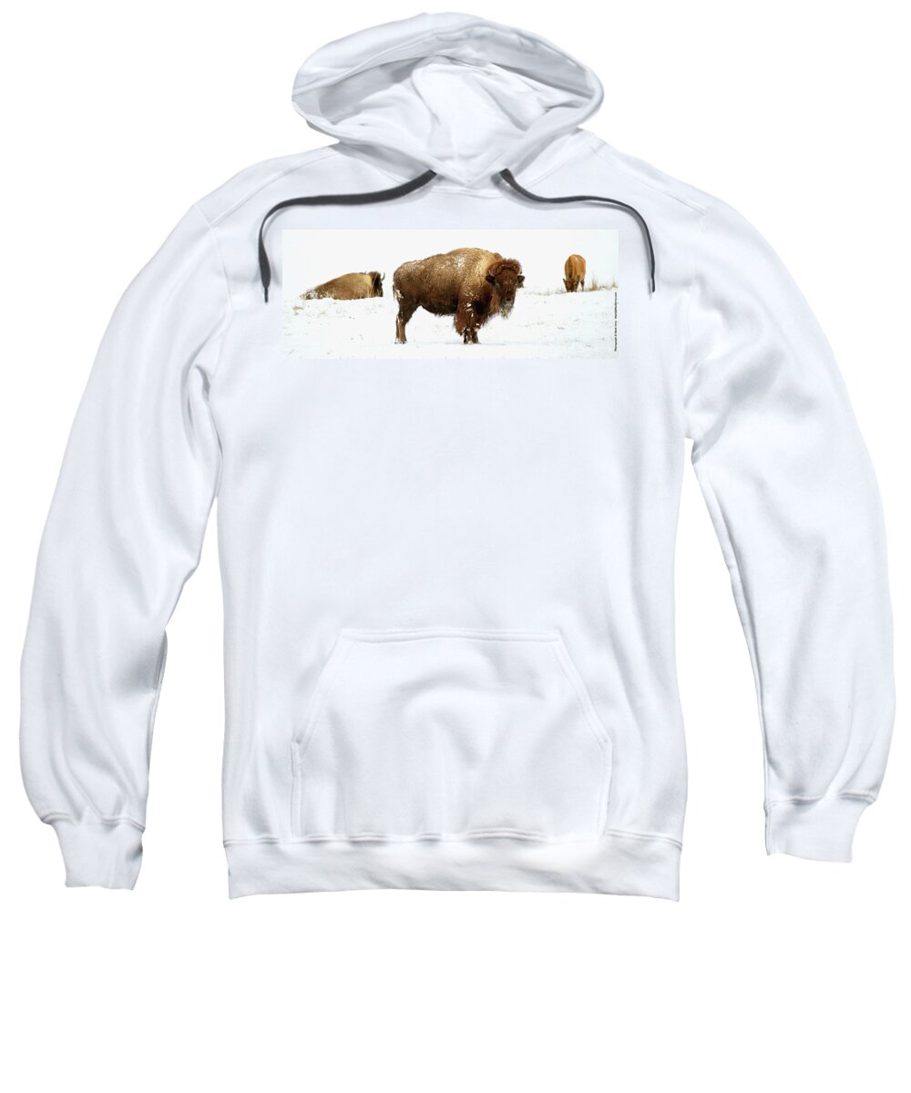 Longmont Sweatshirt featuring the photograph Buffalo in Winter by Mark Ivins