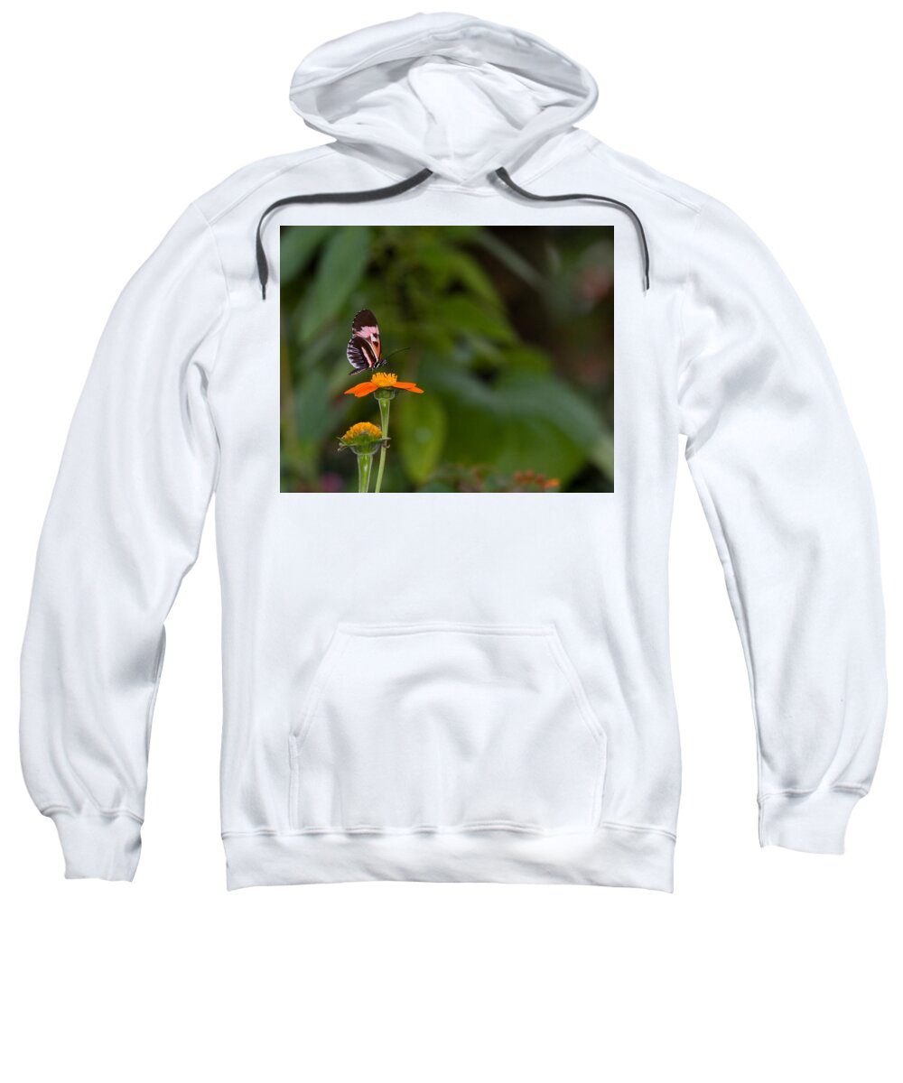 Butterfly Sweatshirt featuring the photograph Butterfly 26 by Michael Fryd