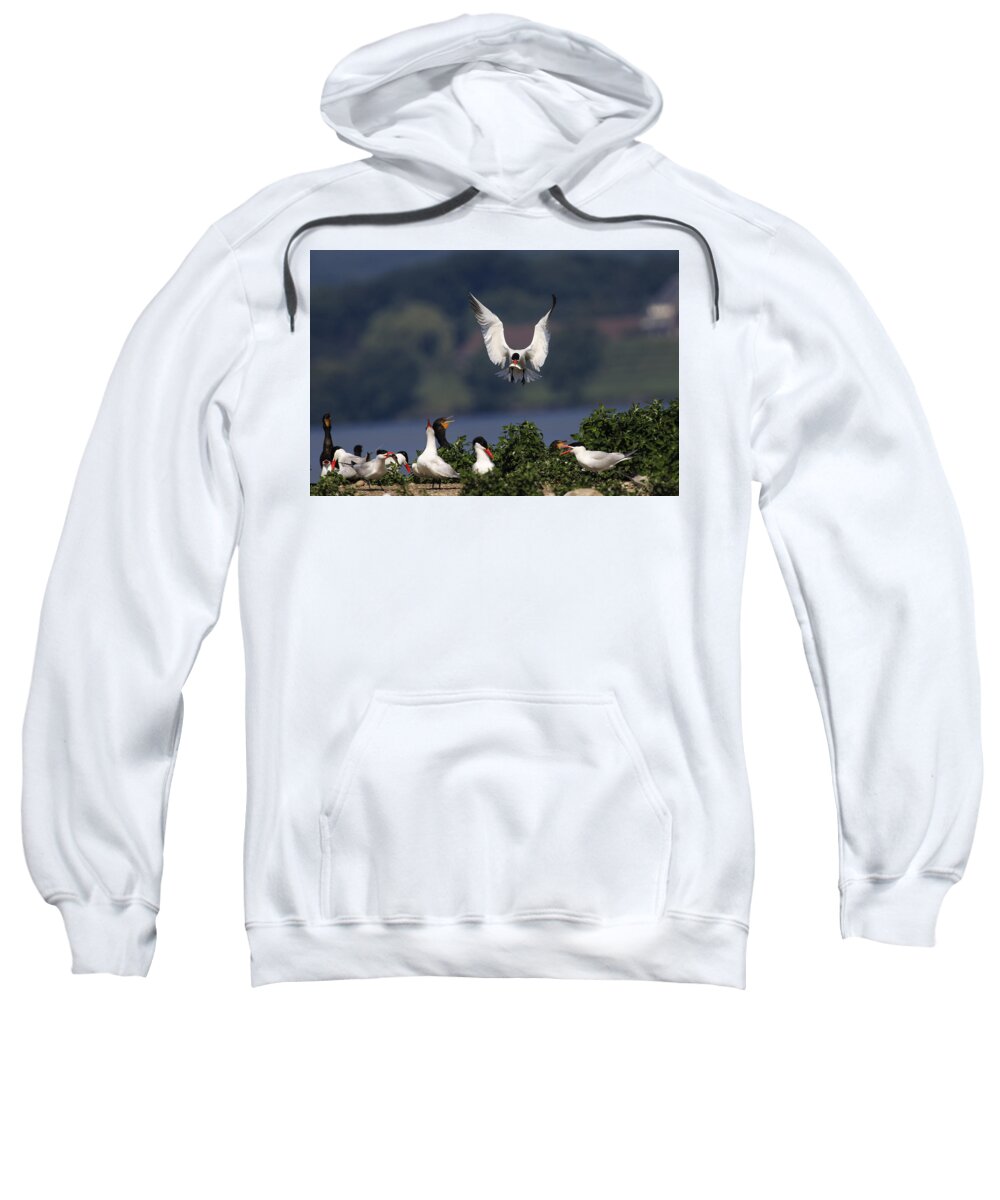 Gary Hall Sweatshirt featuring the photograph Caspian Tern Colony by Gary Hall