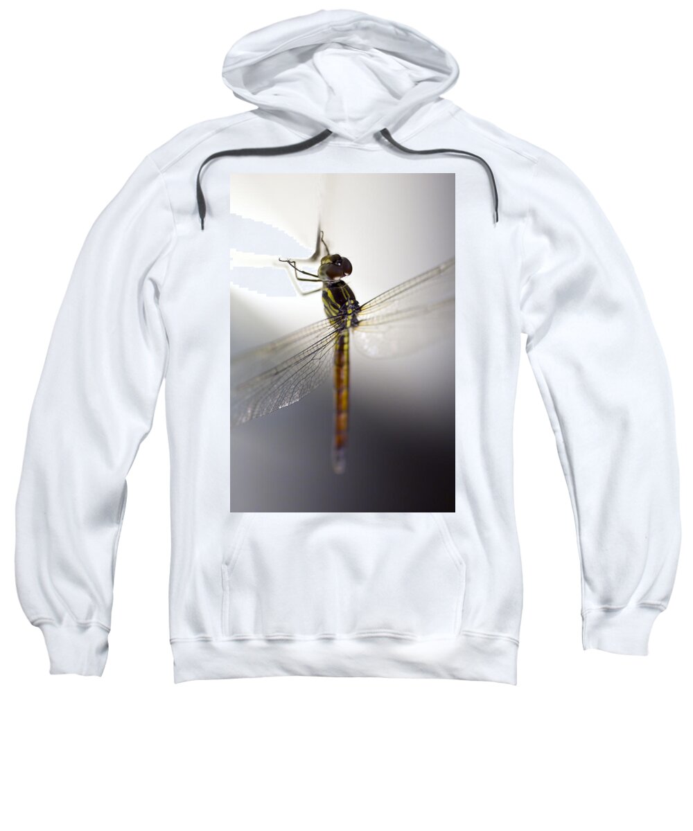 Lightweight Sweatshirt featuring the photograph Close up shoot of a anisoptera dragonfly by U Schade