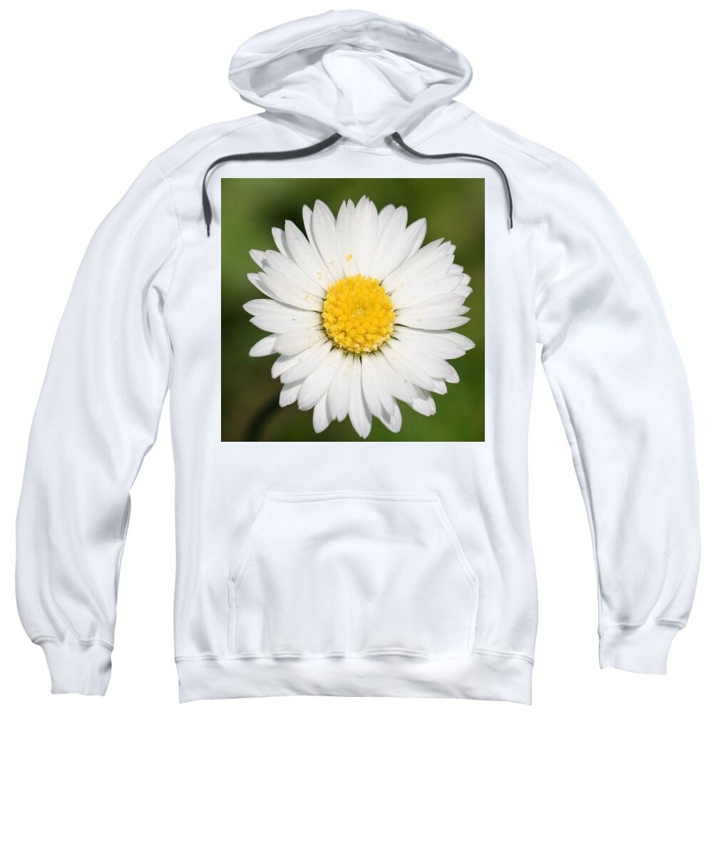 Common Daisy Sweatshirt featuring the photograph Closeup of a Beautiful Yellow and White Daisy flower by Taiche Acrylic Art