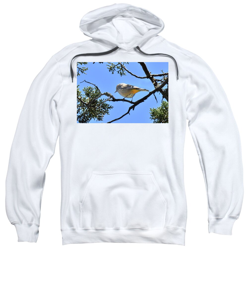 Bird Sweatshirt featuring the photograph Coima Warbler by Alan Lenk