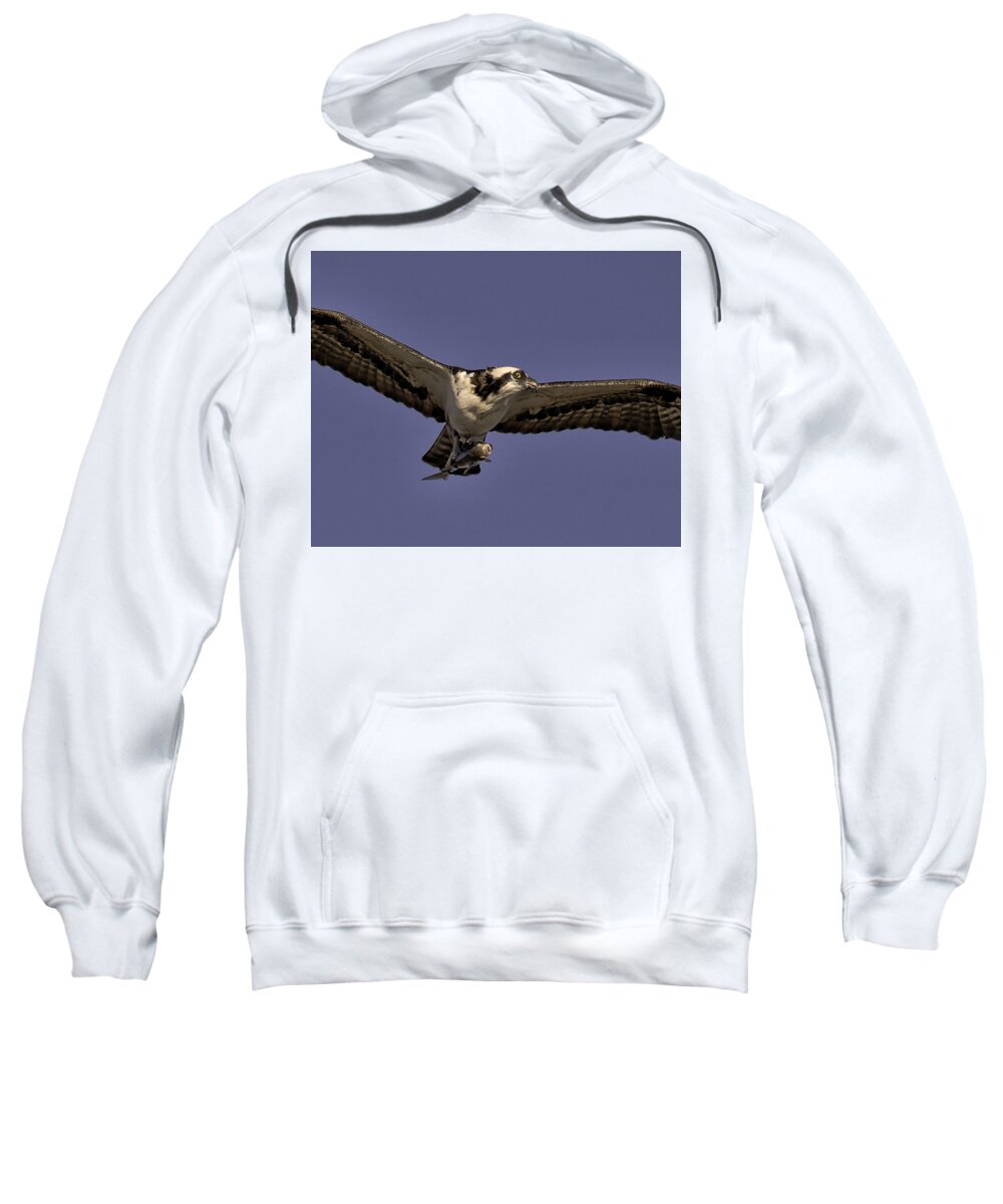 Osprey Sweatshirt featuring the photograph Come with Me by Joe Granita