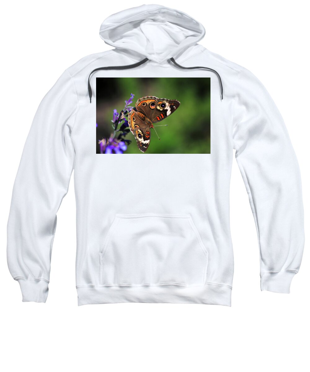 Common Buckeye Butterfly Sweatshirt featuring the photograph Common Buckeye Butterfly by Carol Montoya