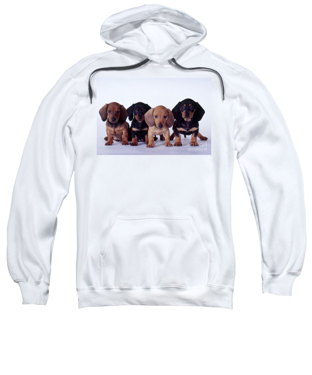 Dachshund Sweatshirt featuring the photograph Dachshund Puppies by Carolyn McKeone and Photo Researchers