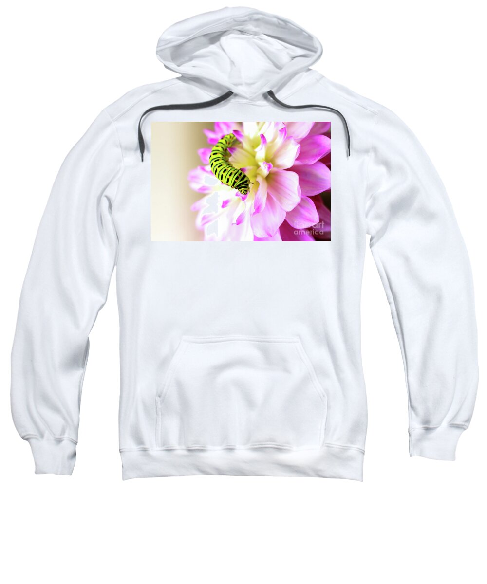 Dahlia Sweatshirt featuring the photograph Dahlia with Caterpillar by Amanda Mohler