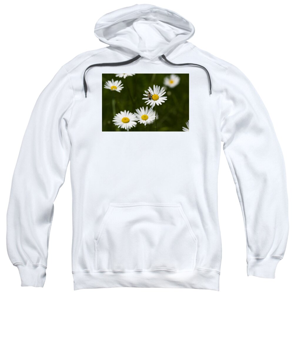  Sweatshirt featuring the photograph Daisy visitor by Dan Hefle
