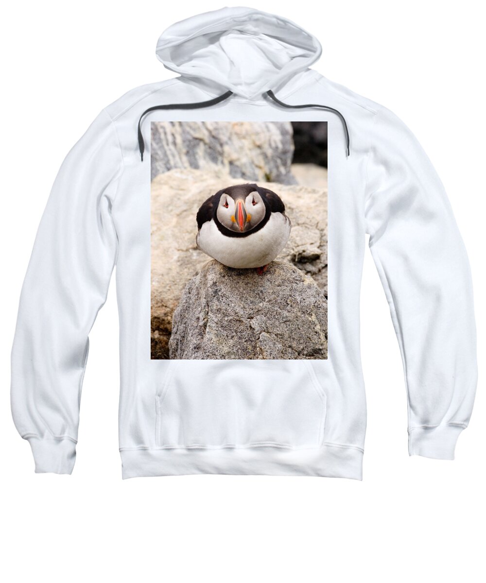 Puffin Sweatshirt featuring the photograph Deep Thinker by Brent L Ander