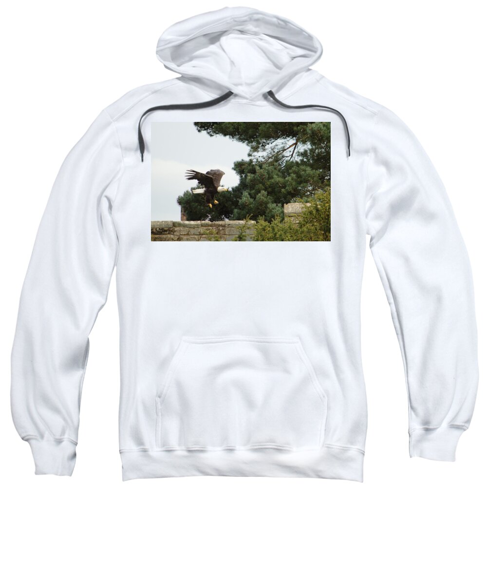 Bird Sweatshirt featuring the photograph Eagle Landing by Adrian Wale