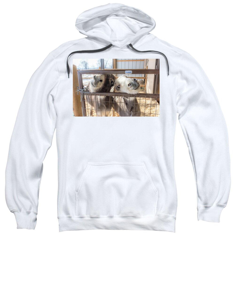Donkey Sweatshirt featuring the photograph Excited To See Me by Jennifer Grossnickle