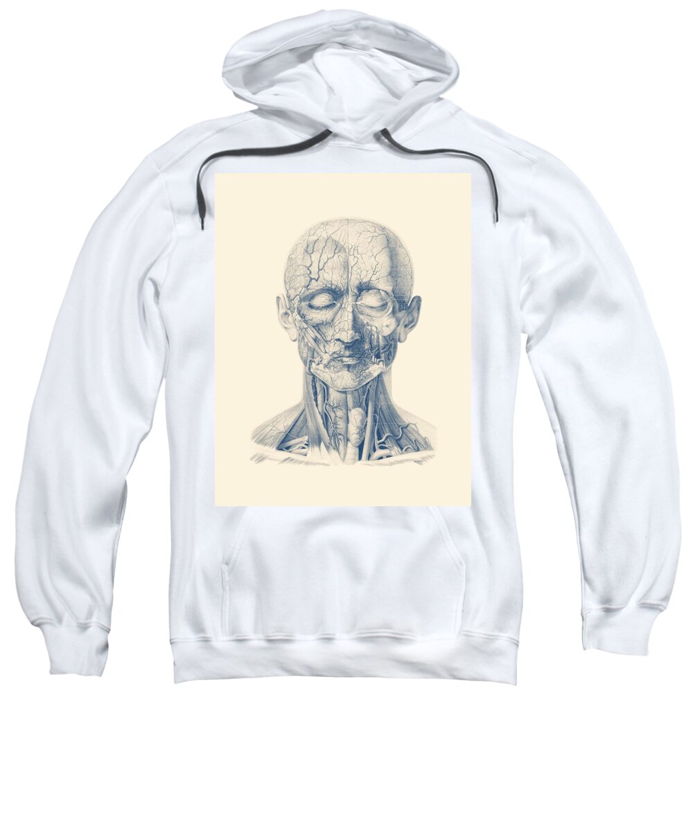 Face Arteries Sweatshirt featuring the drawing Facial Veins and Arteries - Vintage Anatomy Print by Vintage Anatomy Prints
