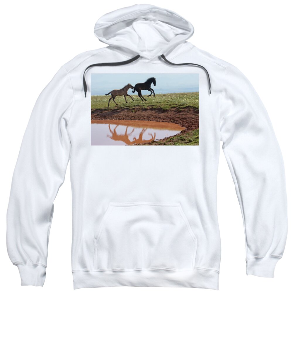 Wild Horse Sweatshirt featuring the photograph Fun in the Rockies- Wild Horse Foals by Mark Miller