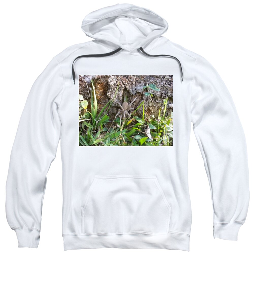 Life Sweatshirt featuring the photograph Grasspider

from
animall
by
david by David Cardona