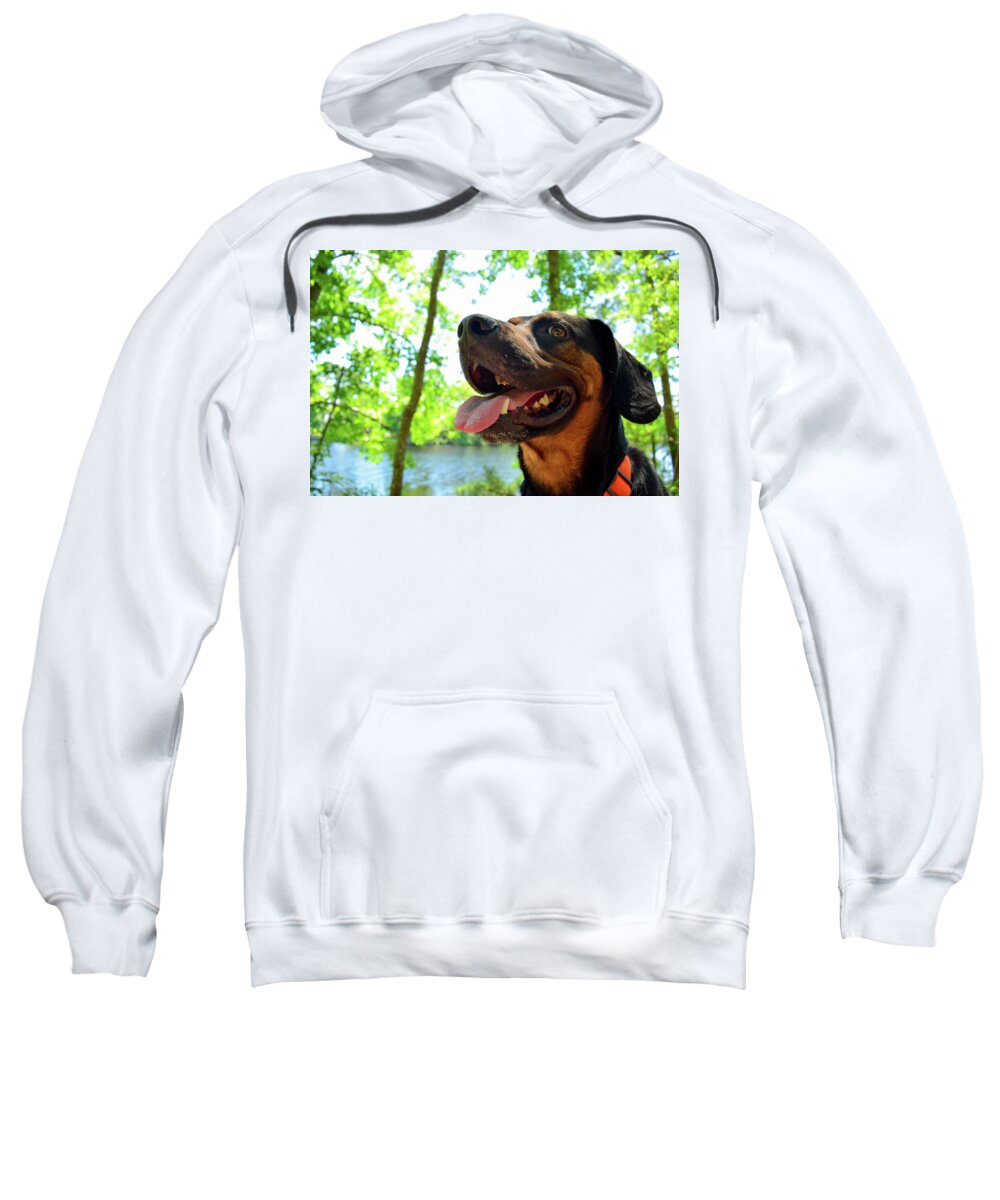 Hike Sweatshirt featuring the photograph Gus on a Hike by Nicole Lloyd