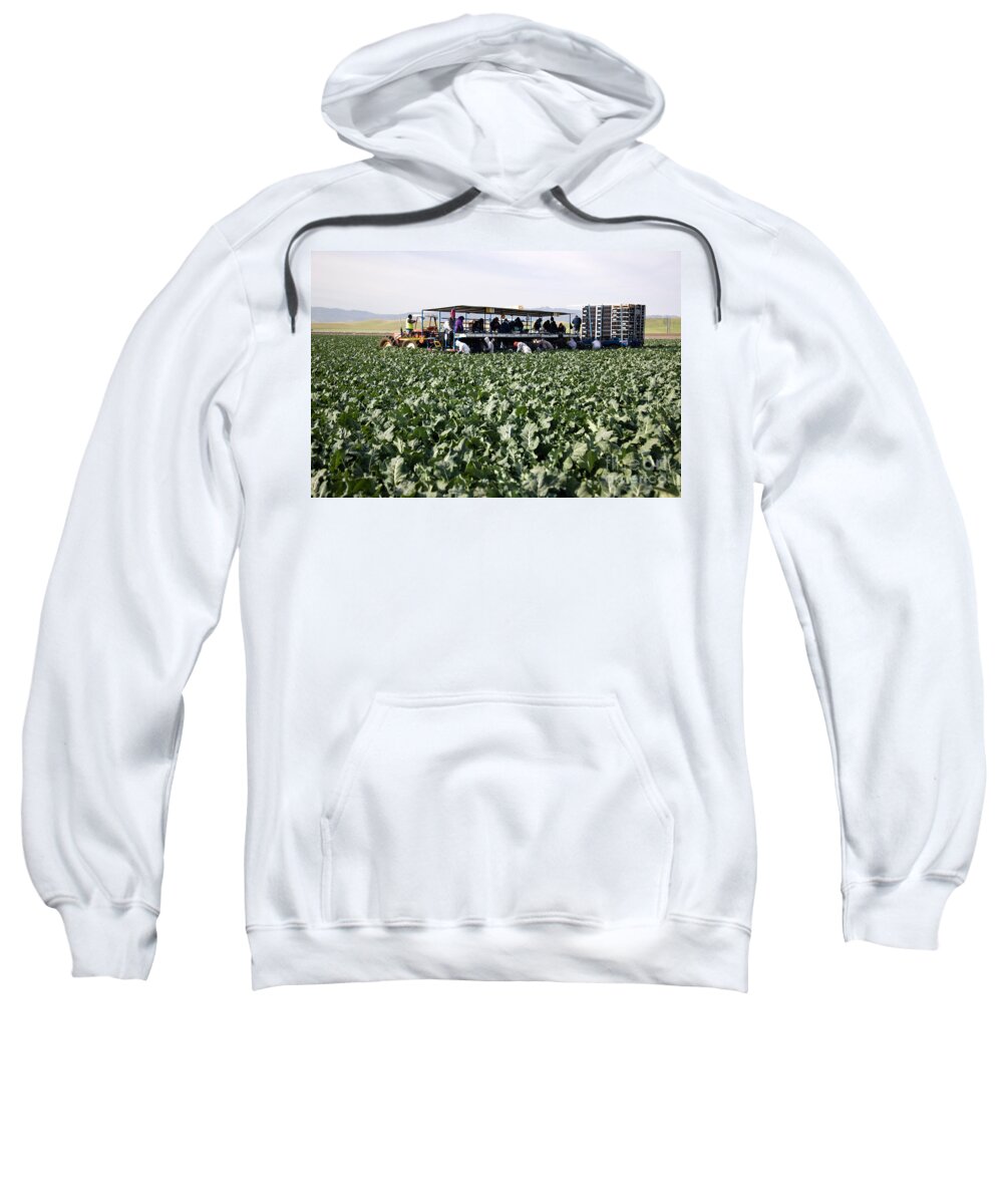 Broccoli Sweatshirt featuring the photograph Harvesting Broccoli by Inga Spence