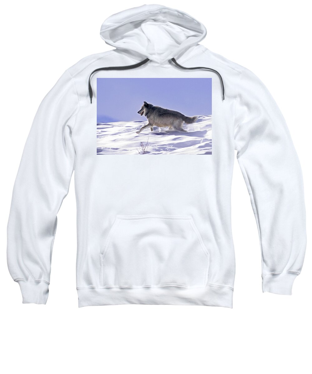 Wolf Sweatshirt featuring the photograph His Majesty Wolf 21M by Mark Miller