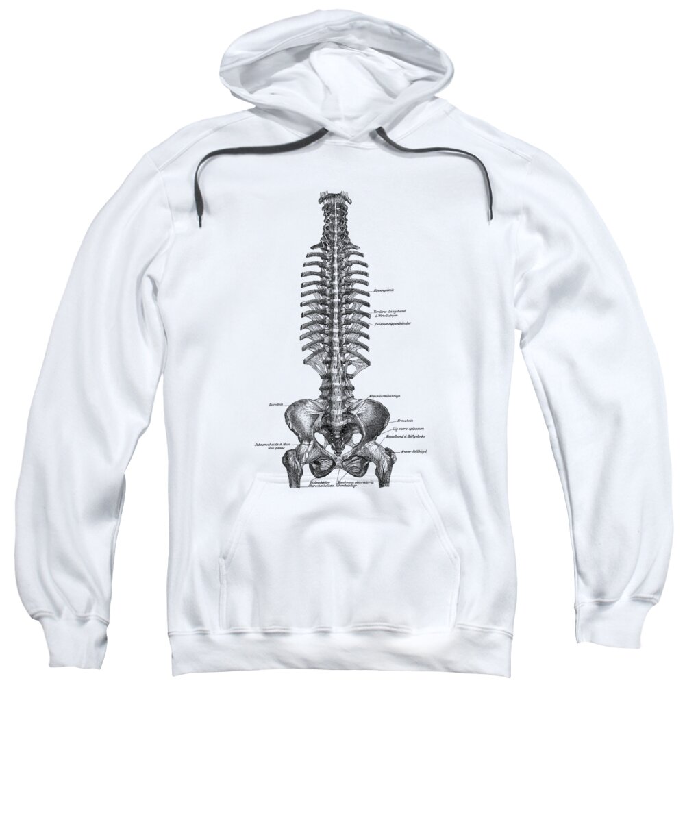Spinal Cord Sweatshirt featuring the drawing Human Spine and Pelvis - Simple Diagram - Vintage Anatomy by Vintage Anatomy Prints