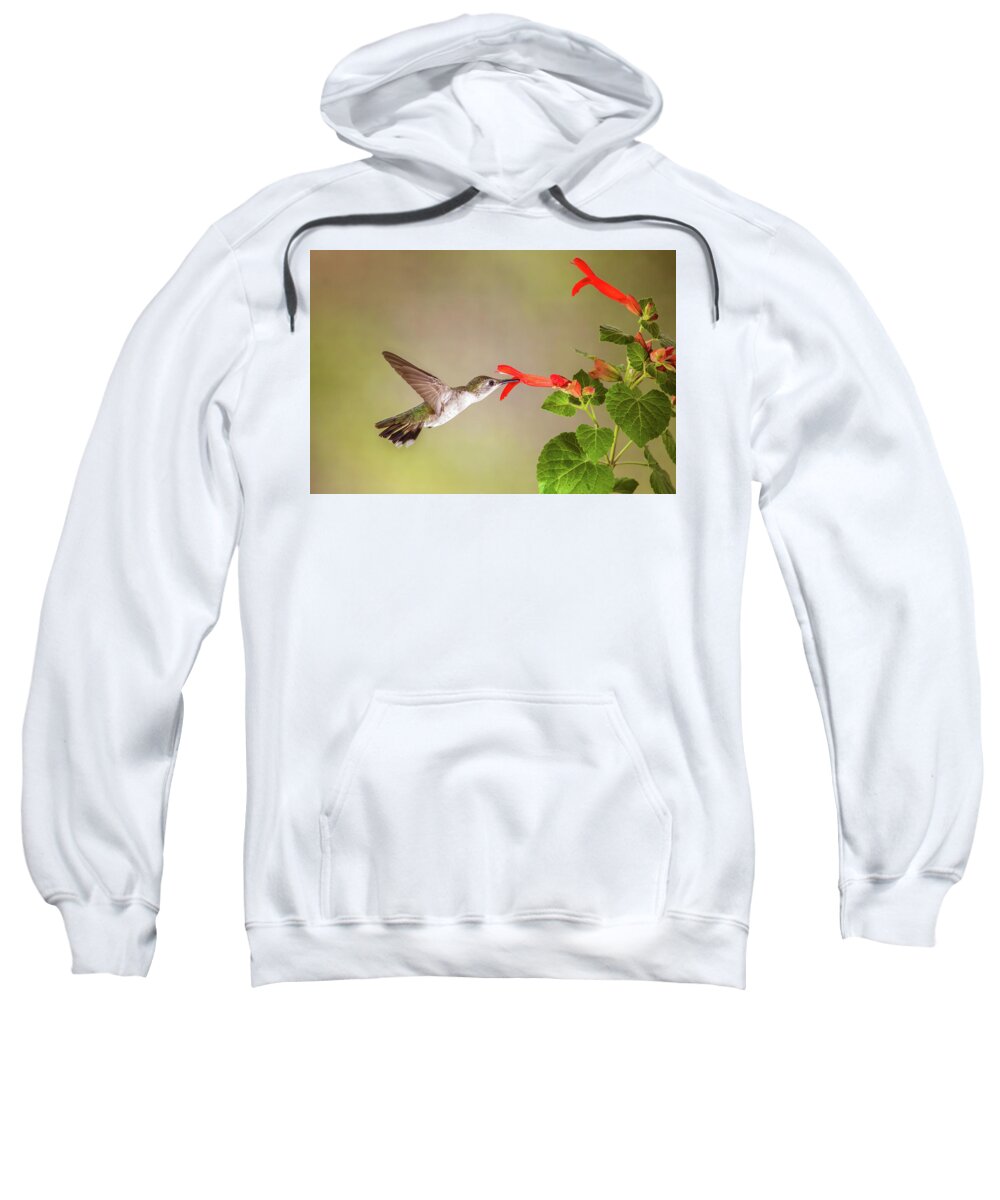 Bird Sweatshirt featuring the photograph Hummingbird by Tom and Pat Cory