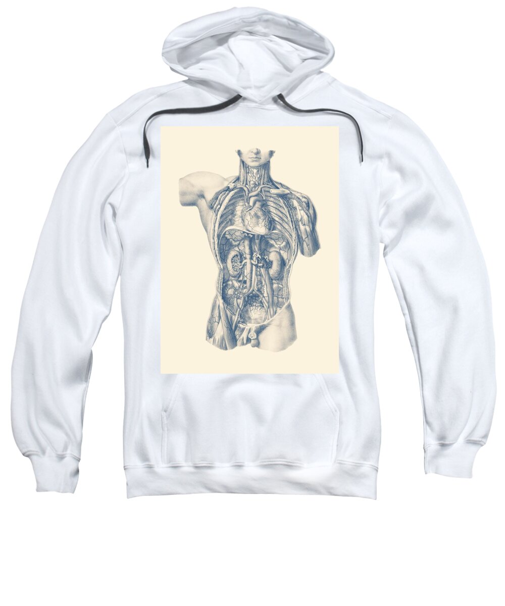Circulatory System Sweatshirt featuring the drawing Interior Venous and Circulatory Systems - Vintage Anatomy by Vintage Anatomy Prints