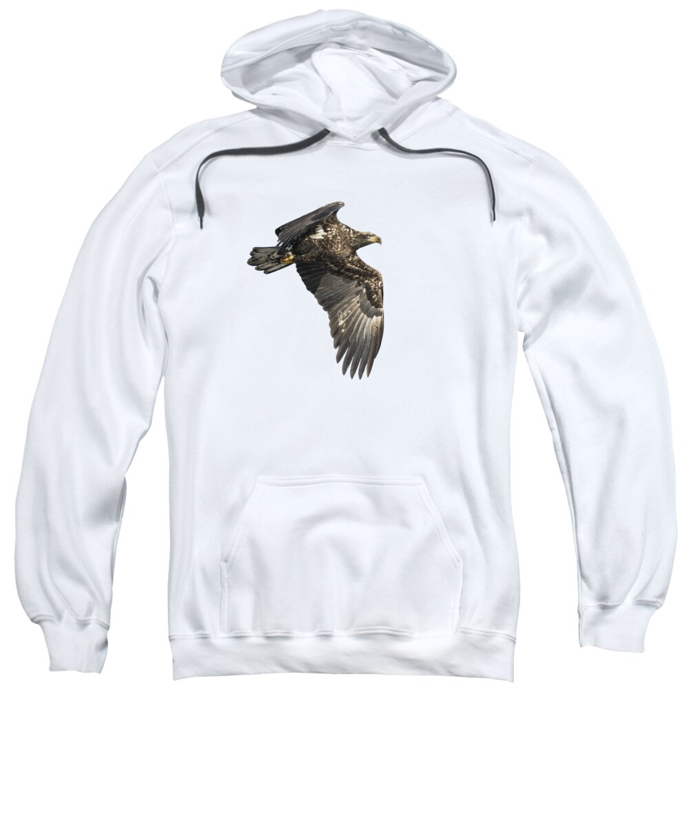 American Bald Eagle Sweatshirt featuring the photograph Isolated Eagle 2017-2 by Thomas Young