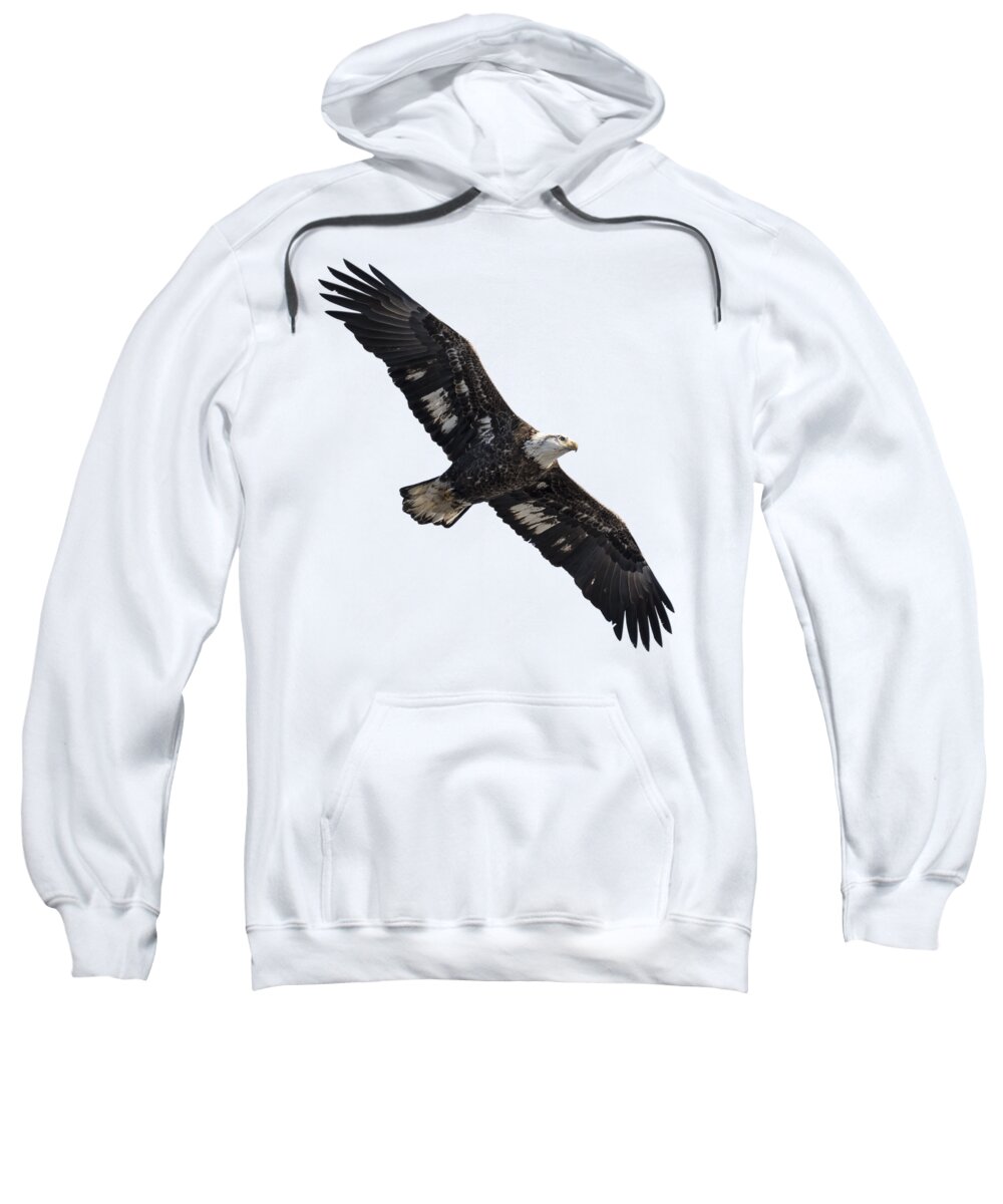 American Bald Eagle Sweatshirt featuring the photograph Isolated Juvenile American Bald Eagle 2016-1 by Thomas Young