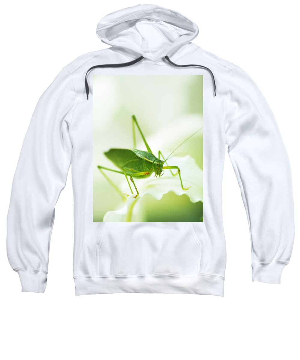 Bugs Sweatshirt featuring the photograph Katy by Dorothy Lee