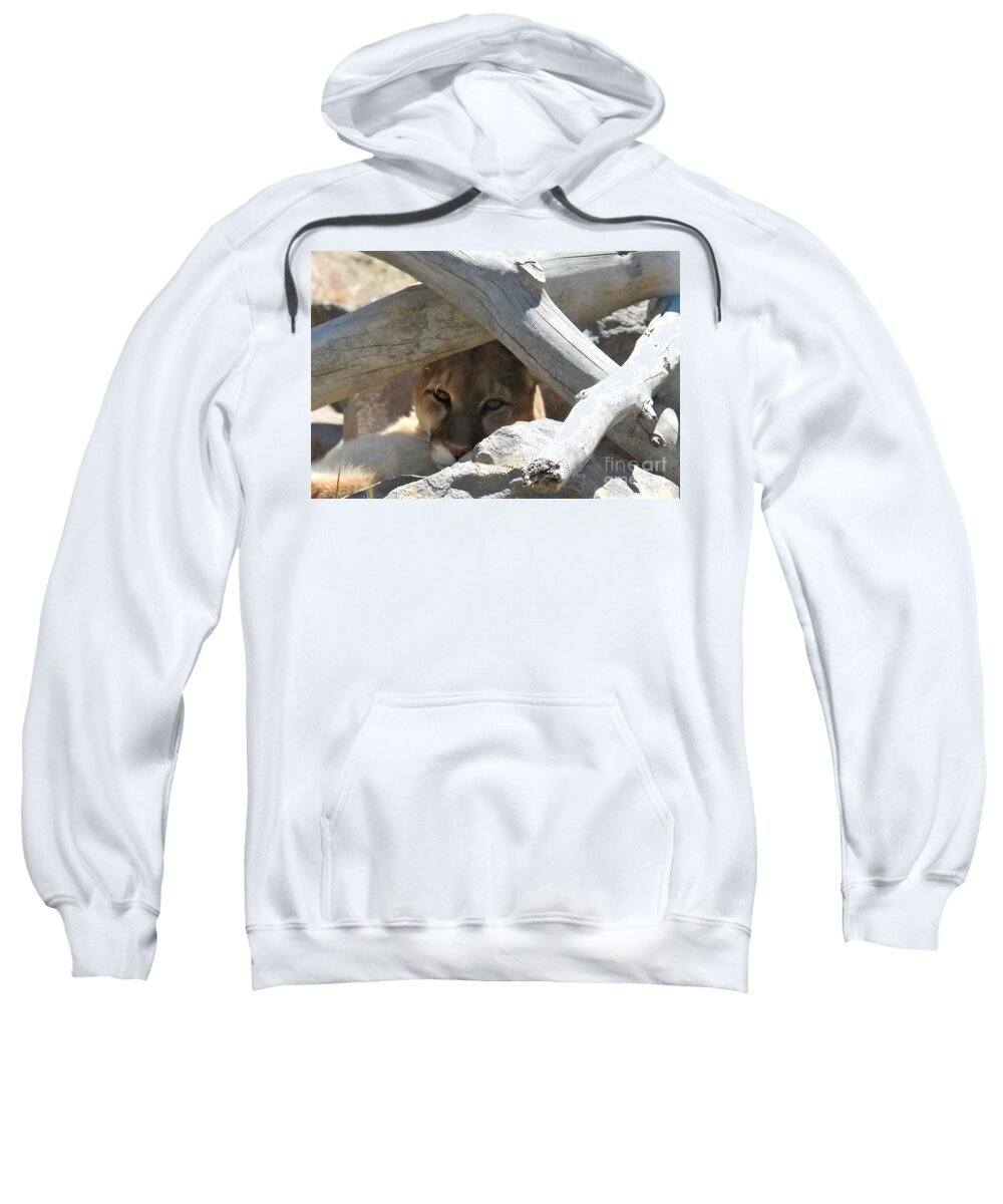 Mountian Lion Sweatshirt featuring the photograph Kicking Back by Laurianna Taylor