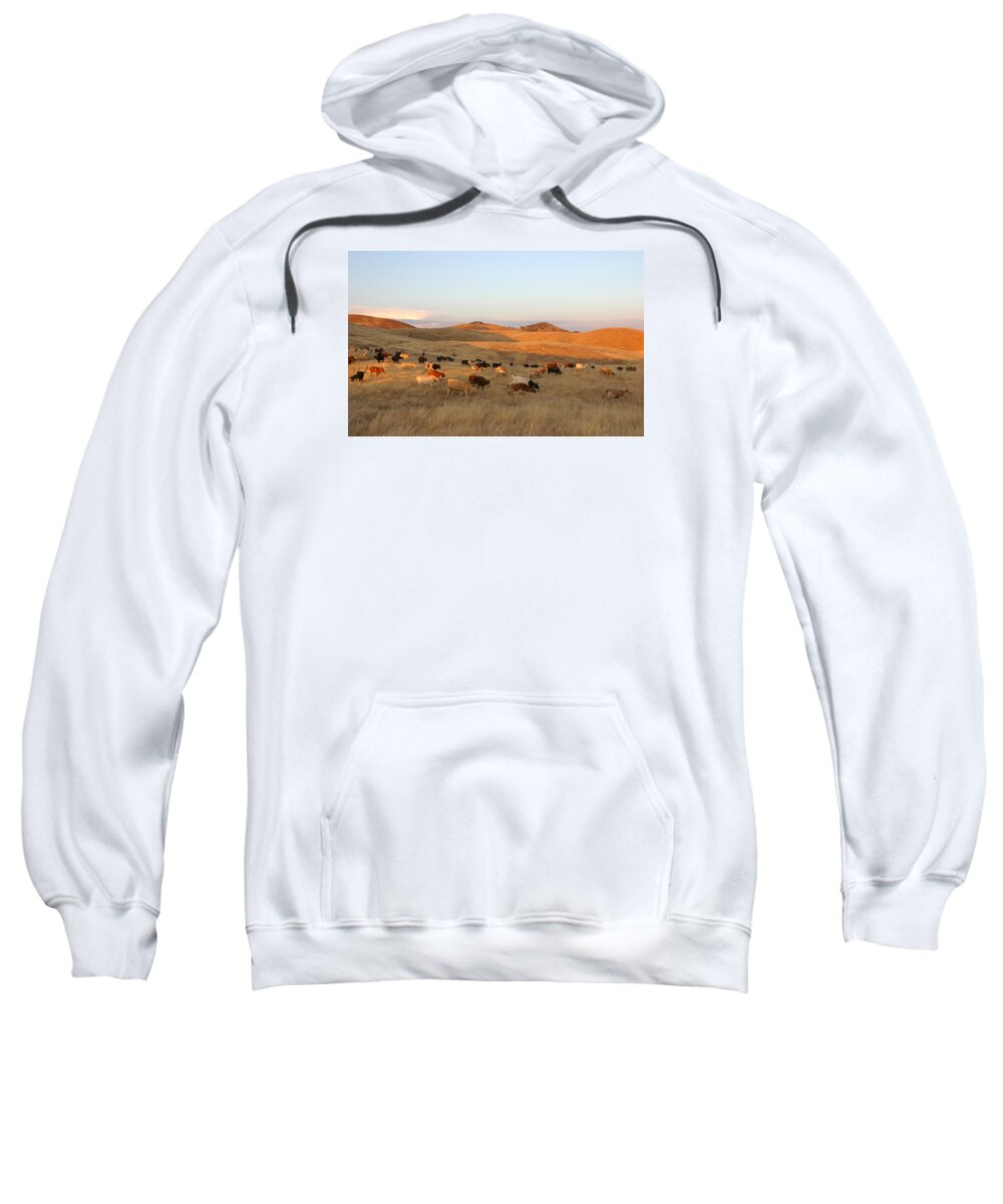 Longhorn Cattle Sweatshirt featuring the photograph Longhorns by Diane Bohna