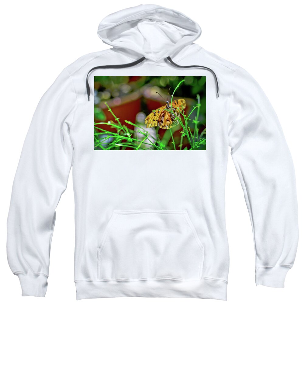 Abstract Sweatshirt featuring the photograph Nature - Butterfly and Plants by Carlos Alkmin