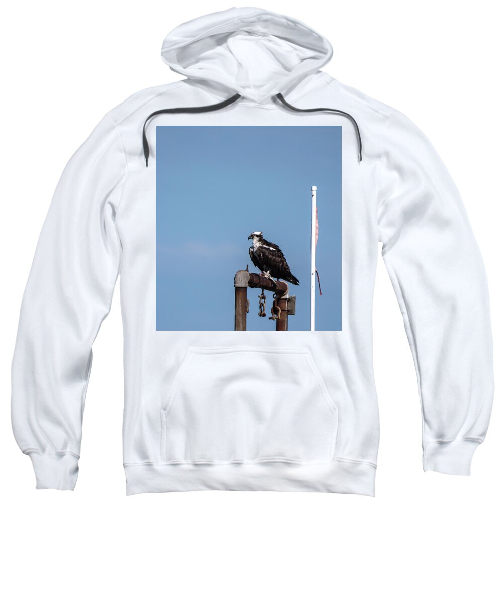 Birds Sweatshirt featuring the photograph Osprey having lunch by Paul Ross