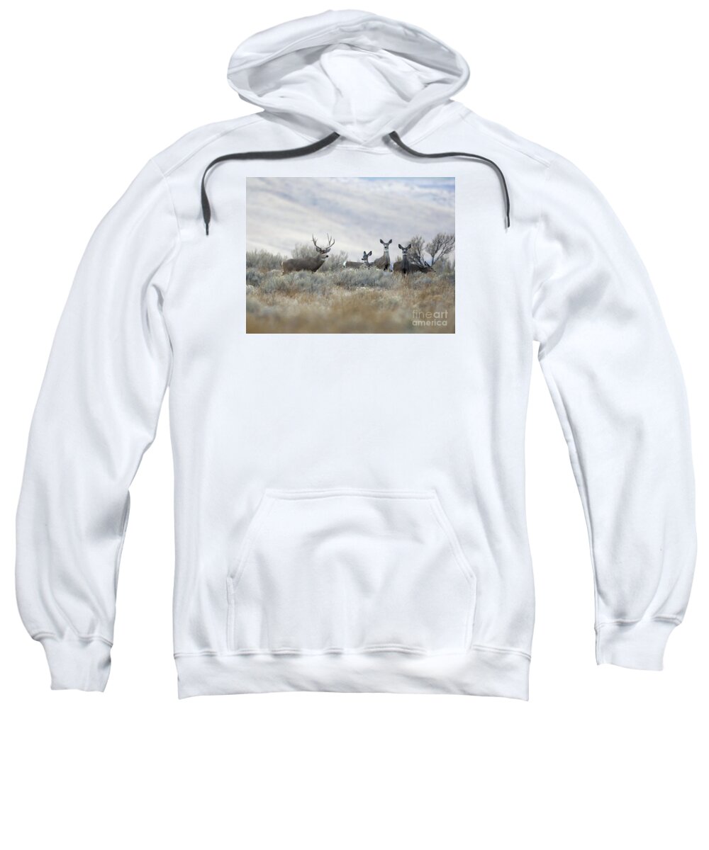 Deer Sweatshirt featuring the photograph Painting by Douglas Kikendall