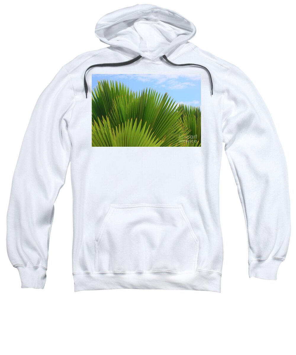 Palms Sweatshirt featuring the photograph Palm Fans by Alice Terrill