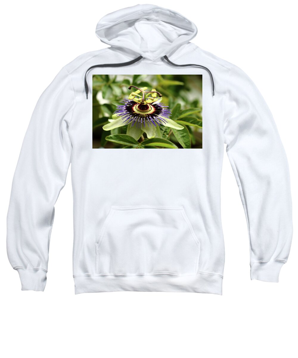 Passion Flower Gardening Horticulture Wall Plant Blue White Purple Green Passiflora Growing Climber Leaf Stem Sepals Sweatshirt featuring the photograph Passiflora. Passion flower by Jeff Townsend