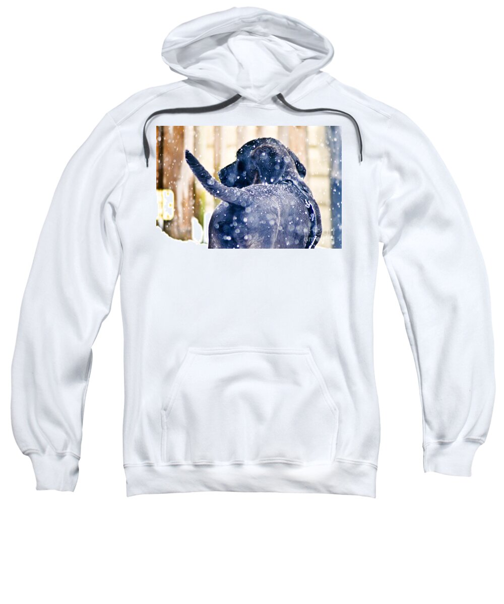 Pepper Sweatshirt featuring the photograph Pepper and the snow storm by PatriZio M Busnel