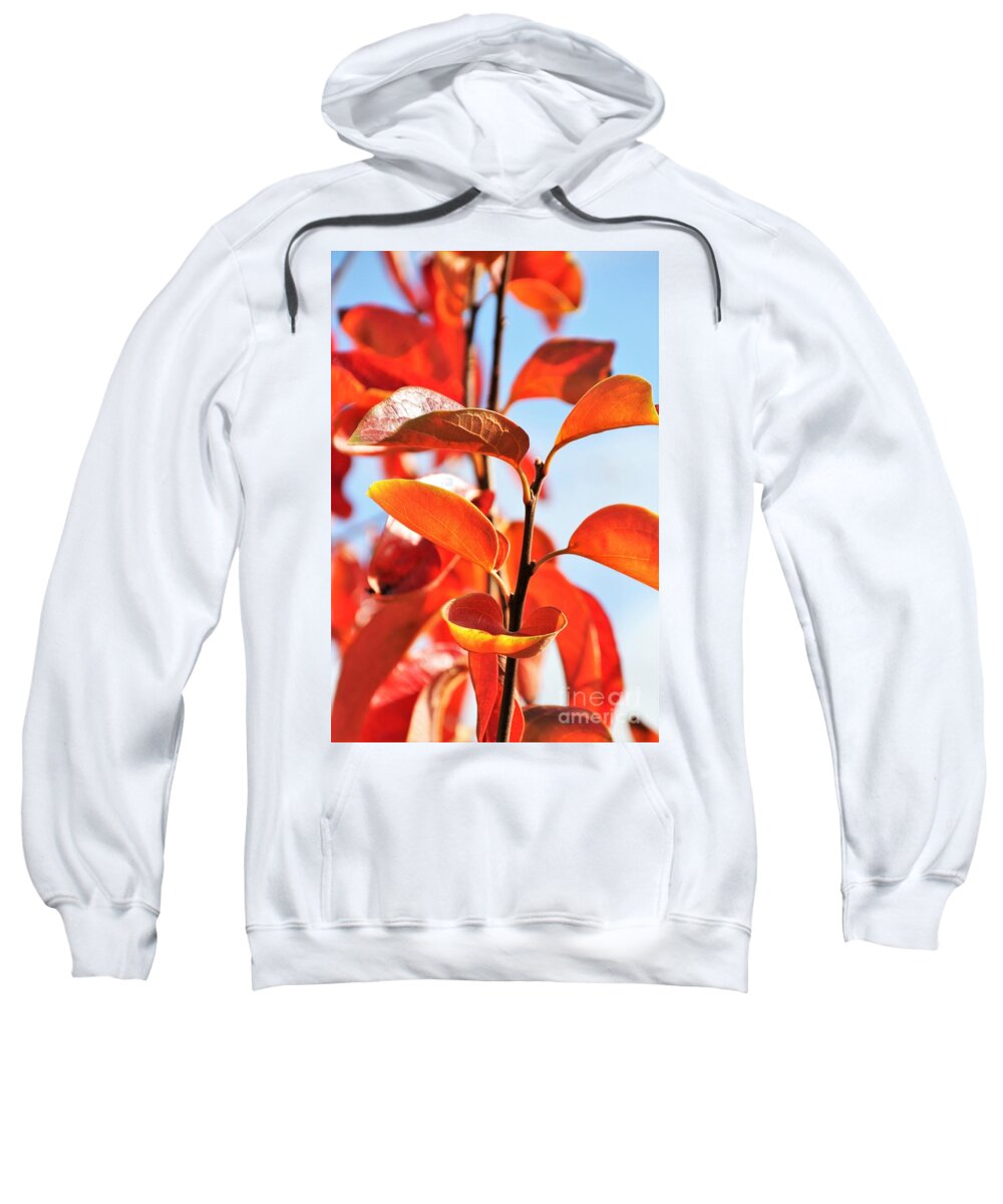 Glorious Sweatshirt featuring the photograph Persimmon Leaves by Tracey Lee Cassin
