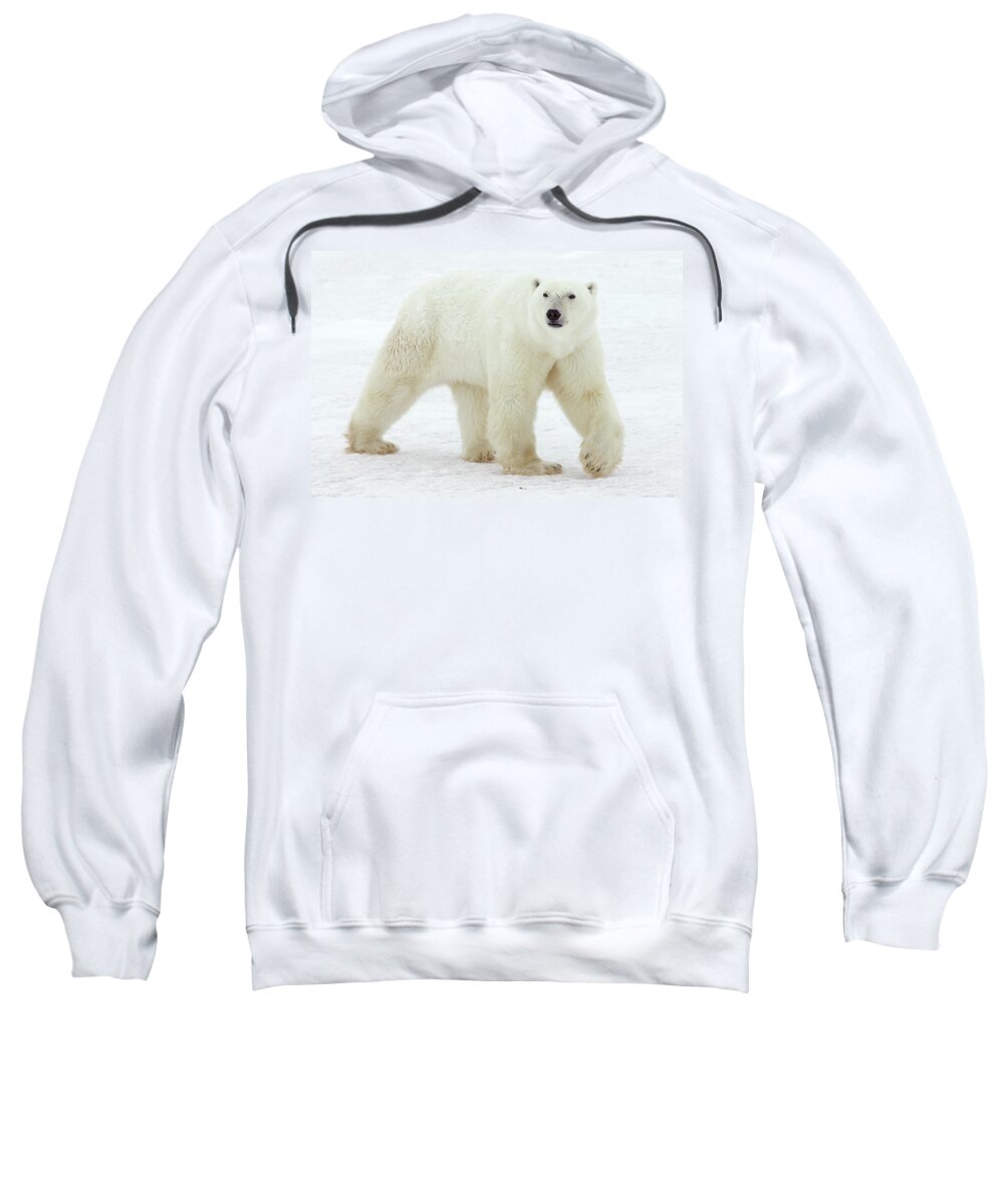Mp Sweatshirt featuring the photograph Polar Bear Ursus Maritimus Male by Matthias Breiter