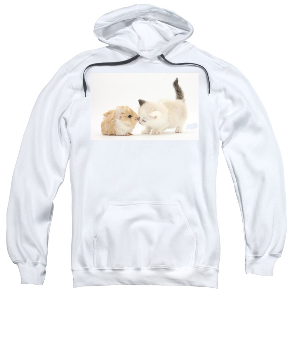 Ragdoll-cross Kitten Sweatshirt featuring the photograph Ragdoll-cross Kitten And Baby Guinea Pig by Mark Taylor