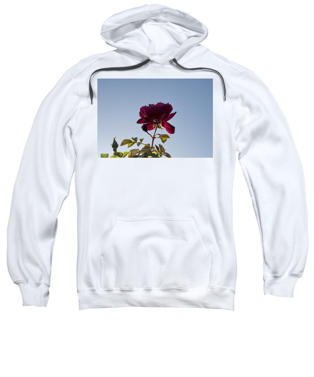Botanical Sweatshirt featuring the photograph Red Rose Morning by Richard Thomas